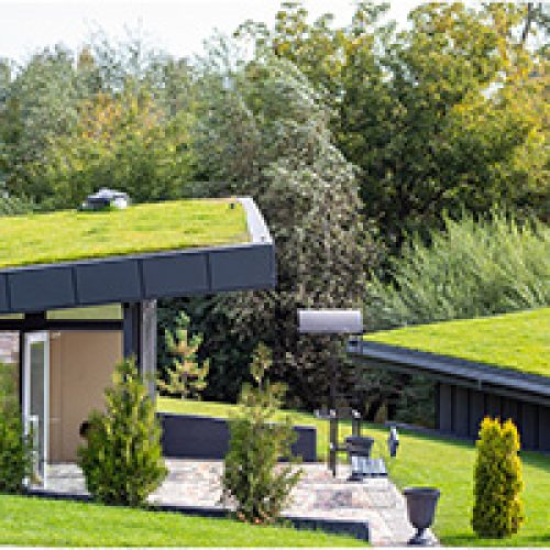 Tradespeople going green - living roof